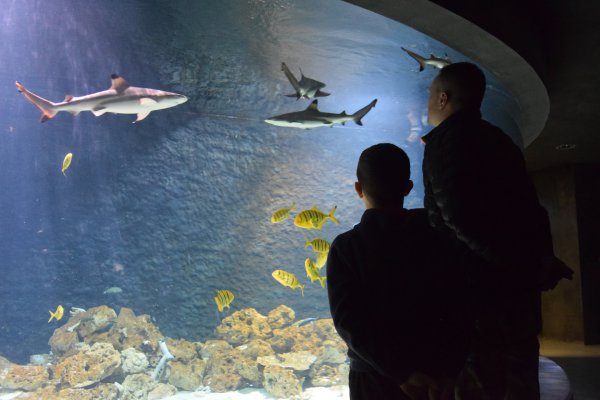 Mostostal Płock wykonał prace remontowe w płockim ZOO